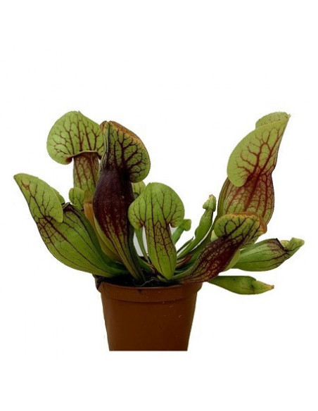 SARRACENIA