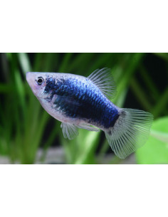 PLATY CORAL AZUL, 3 - 3.5 CM