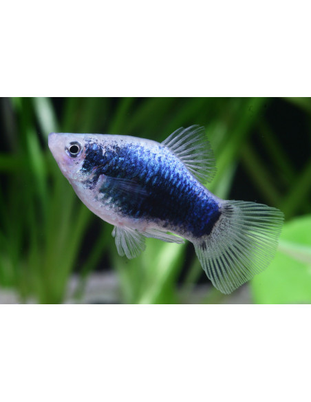 PLATY CORAL AZUL, 3 - 3.5 CM