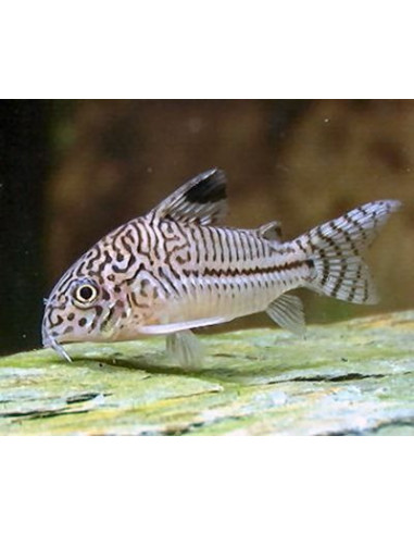 CORYDORA LEOPARDO, 2.5 - 3 CM