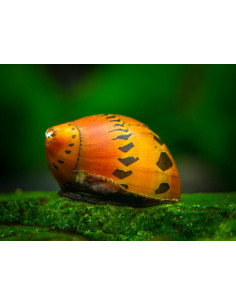 CARACOL TIGRE, 2 CM