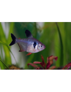 TETRA FANTASMA NEGRO, S