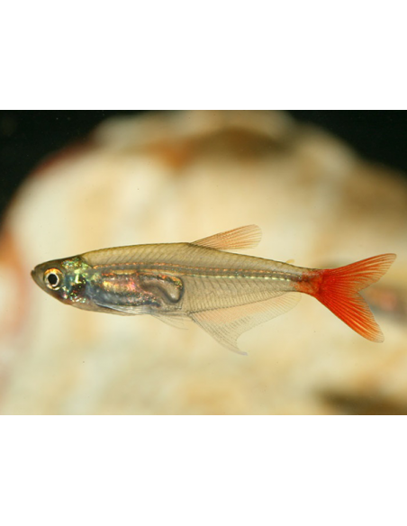 TETRA VIDRO DE CAUDA VERMELHA, 3 - 3.5 CM