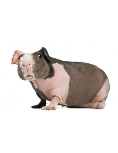 PORQUINHO DA ÍNDIA SEM PÊLO