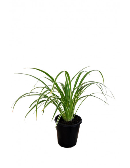 CHLOROPHYTUM BICHETII