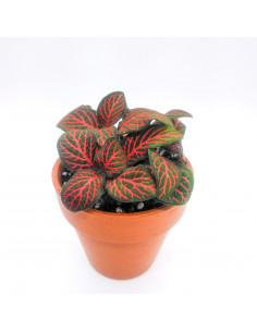 FITTONIA 'RED'