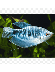 GOURAMI AZUL SERPENTE, 5 - 6 CM