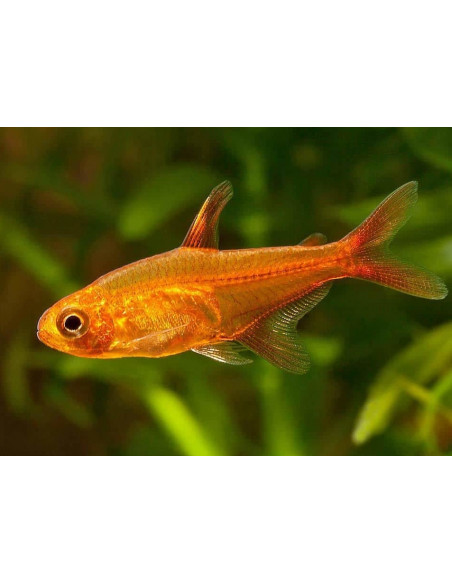 TETRA AMBAR, 2 - 2.5 CM