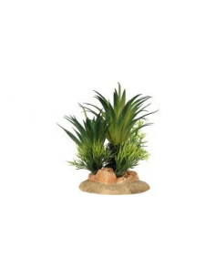 SAGO PALM S - 13.5 X 10 X 16 CM