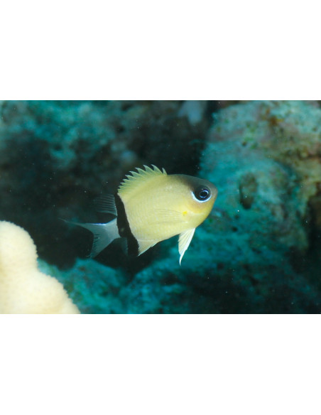 DONZELA DE BARRA PRETA, 3 - 4 CM