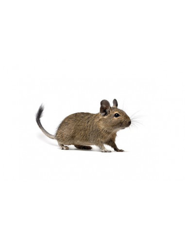 DEGU