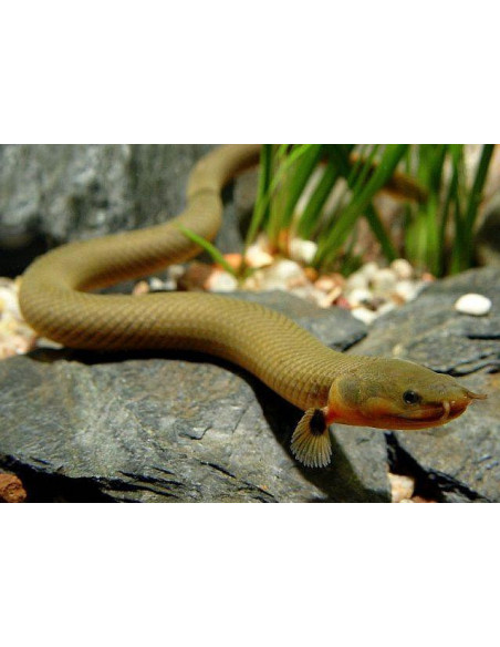 PEIXE COBRA, 20 - 30 CM