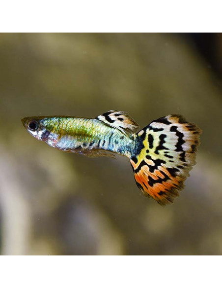 GUPPY MACHO LEOPARDO, 3.5 - 4 CM