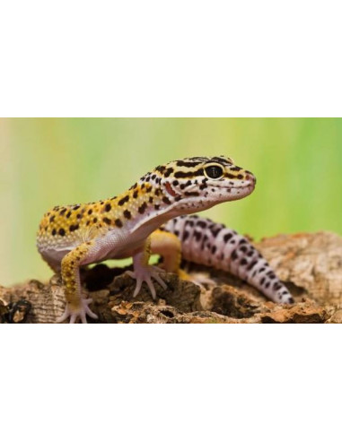 GECKO LEOPARDO BEBÉ