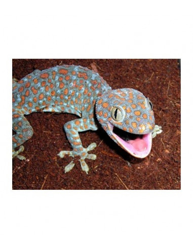 GECKO TOKAY