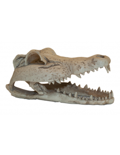 CRÂNIO DE CROCODILO 574 - 22 x 10.3 x 13 cm