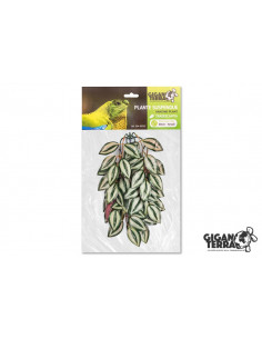 PLANTA DE SUSPENSÃO 2- TRADESCANTIA