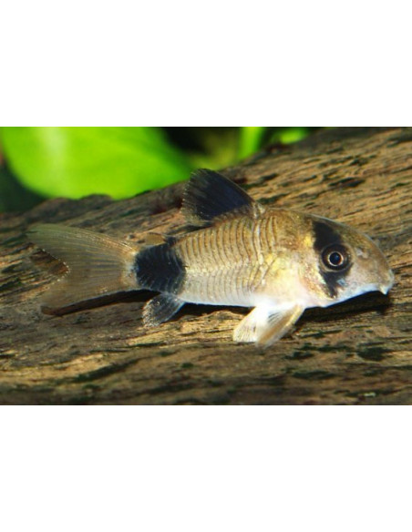 CORYDORA PANDA