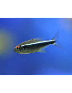 TETRA NÉON NEGRO, 2 - 2.5 CM