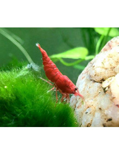 CAMARÃO NEOCARIDINA 'PAINTED RED FIRE'