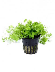 HYDROCOTYLE TRIPARTITA