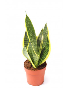 SANSEVIERIA TRIFASCIATA LAURENTII