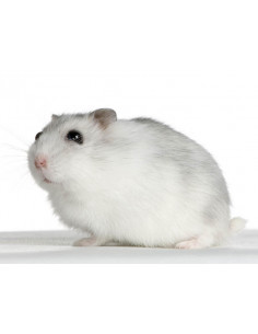 HAMSTER ANÃO BRANCO