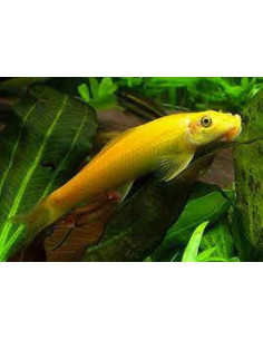 COMEDOR DE ALGAS CHINÊS DOURADO, 2.5 - 3 CM