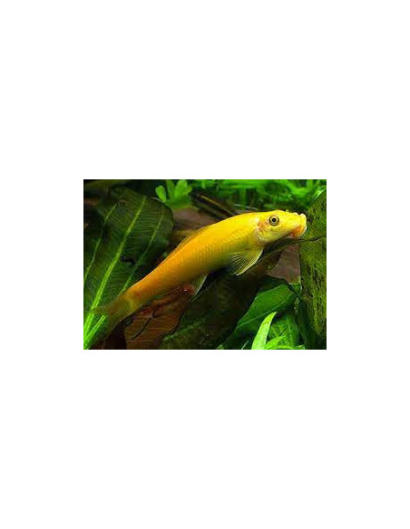 COMEDOR DE ALGAS CHINÊS DOURADO, 2.5 - 3 CM