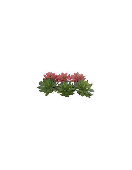 Planta Terrário Echeveria 2 - 14 x 13 x 9 cm - Sortido