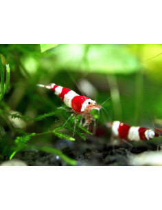 CAMARÃO CARIDINA 'RED CRYSTAL'