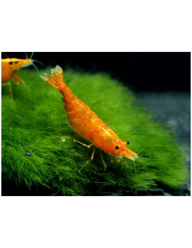 CAMARÃO NEOCARIDINA 'ORANGE'