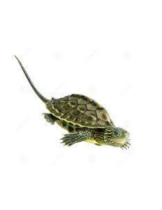 TARTARUGA AQUÁTICA CHINESA DE CAUDA COMPRIDA