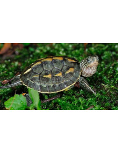 TARTARUGA AQUÁTICA CHINESA DE CAUDA COMPRIDA 2