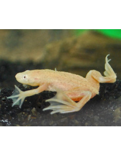 RÃ ANÃ AFRICANA ALBINA