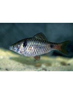 BARBO ODESSA, 4 - 5 CM