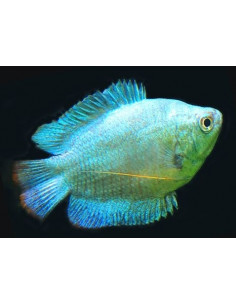 COLISA LALIA AZUL MACHO, 5 - 6 CM