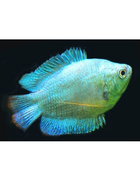 COLISA LALIA AZUL MACHO, 5 - 6 CM