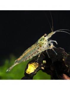 CAMARÃO CARIDINA JAPONICA