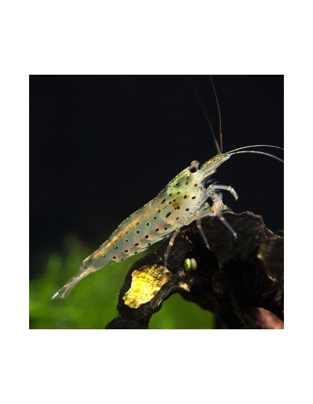 CAMARÃO CARIDINA JAPONICA