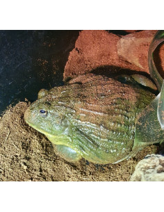 RÃ TOURO AFRICANA (ADULTO)