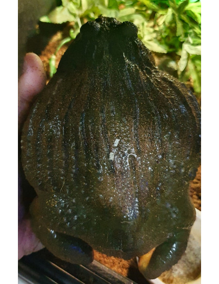 RÃ TOURO AFRICANA (ADULTO)