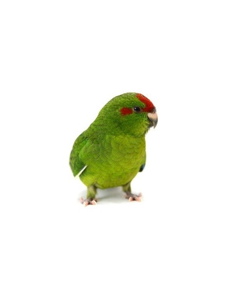 KAKARIKI 'Verde'