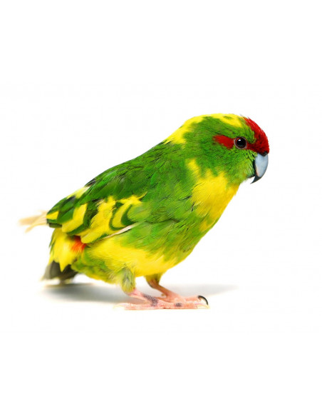 KAKARIKI 'Malhado'