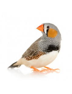 DIAMANTE MANDARIM GIGANTE