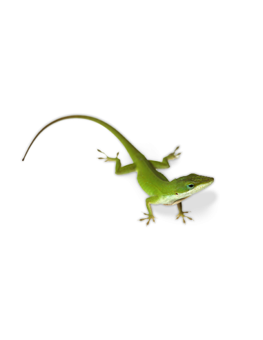 ANOLIS VERDE