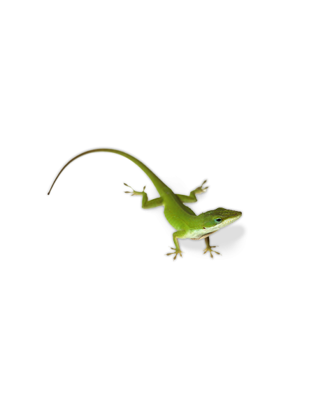 ANOLIS VERDE