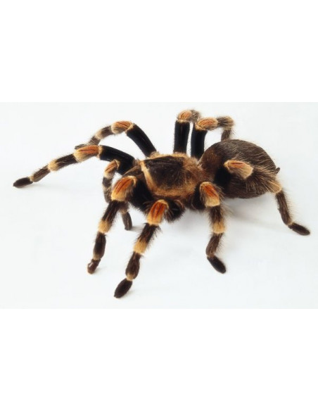 TARÂNTULA MEXICANA DE JOELHOS VERMELHOS, 1 CM