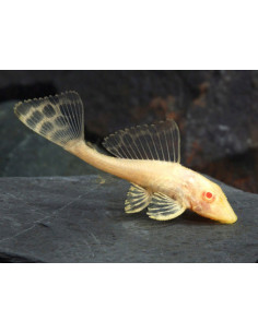 PEIXE GATO COMUM GOLD (PLECO)