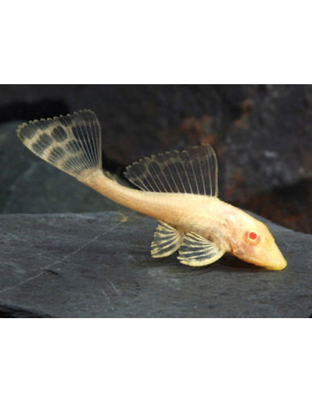 PEIXE GATO COMUM GOLD (PLECO)